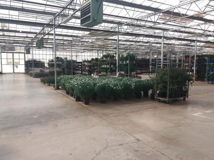 ΦΥΤΩΡΙΟ ΣΠΟΡΟΦΥΤΩΝ | ΑΓΙΟΣ ΝΙΚΟΛΑΟΣ ΜΠΟΥΡΤΖΙ ΧΑΛΚΙΔΑ ΕΥΒΟΙΑ | EVIA GARDEN - greekcatalog.net