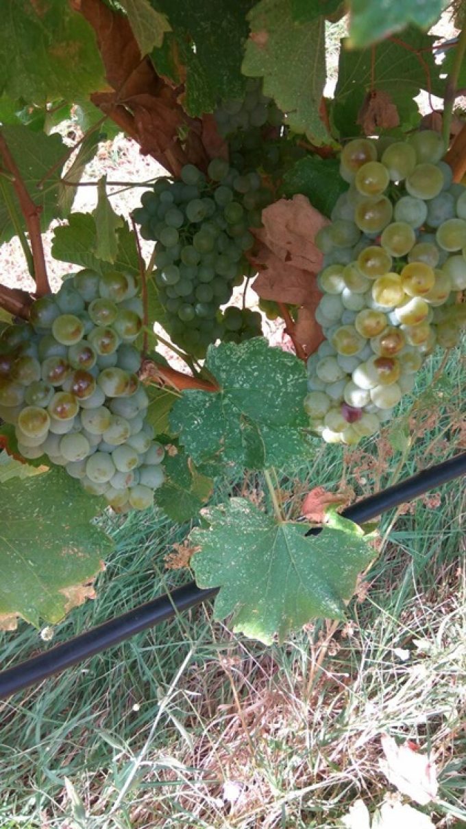 ΟΙΝΟΠΟΙΕΙΟ ΞΑΝΘΗ ΑΒΔΗΡΑ | ΧΟΥΡΖΕΜΑΝΟΓΛΟΥ ΕΛΙΣΣΑΒΕΤ - greekcatalog.net