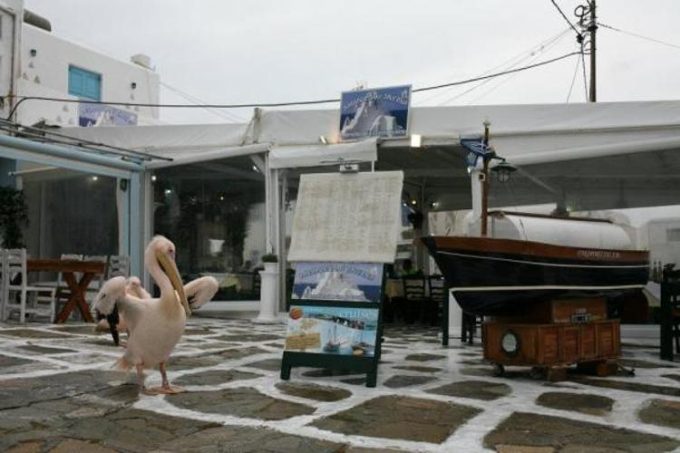 ΨΑΡΟΤΑΒΕΡΝΑ-ΕΣΤΙΑΤΟΡΙΟ – ΠΑΡΑΠΟΡΤΙΑΝΗ – ΧΩΡΑ ΜΥΚΟΝΟΥ