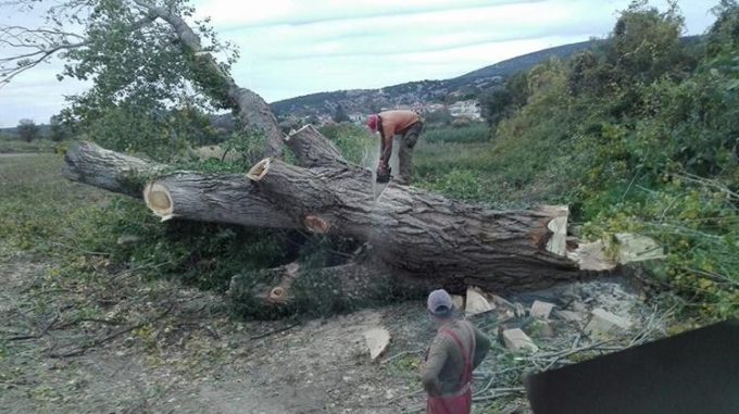 ΧΟΝΔΡΙΚΟ ΕΜΠΟΡΙΟ ΞΥΛΕΙΑΣ | ΝΕΟΧΩΡΙ ΣΕΡΡΕΣ | ΤΣΟΛΑΚΙΔΗΣ ΠΑΥΛΟΣ - greekcatalog.net