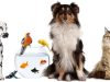 PET SHOP ΒΟΛΟΣ | ΟΡΘΟPETΑΛΙΕΣ