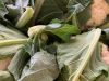 ΜΙΝΙ ΜΑΡΚΕΤ-ΜΑΝΑΒΙΚΟ-ΠΕΡΙΠΤΕΡΟ ΓΑΛΑΤΣΙ | ΕΜΠΟΡΙΟ ΤΡΟΦΙΜΩΝ ΠΑΝΑΓΙΩΤΟΠΟΥΛΟΣ - greekcatalog.net