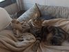 PET SHOP ΔΡΑΠΕΤΣΩΝΑ | ΤΑ ΠΑΤΟΥΣΙΑ --- greekcatalog.net