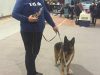 PET SHOP ΕΚΤΡΟΦΕΙΟ ΕΚΠΑΙΔΕΥΣΗ ΣΚΥΛΩΝ ΠΑΝΣΙΟΝ | ΛΑΜΙΑ ΦΘΙΩΤΙΔΑ | ΙΝΤΕΦΙΞ - greekcatalog.net