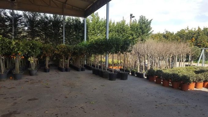 Tree Plant Nursery | Vlachiotis Laconia | Chiotis Konstantinos
