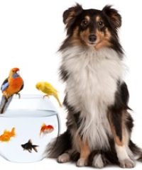 PET SHOP ΒΟΛΟΣ | ΟΡΘΟPETΑΛΙΕΣ